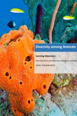 Nearpeer Biology (Topic: Diversity Among Animals) PDF